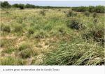 Efforts Encouraging Texas Ranchers to Restore Native Grasses Show Promise