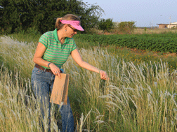 Texas AgriLife Research Station - Uvalde