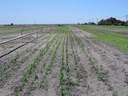 Texas AgriLife Research Station-Beeville