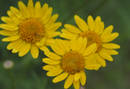 Bristleleaf Dogweed, by Forrest Smith