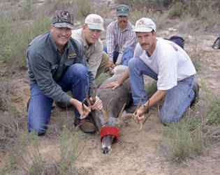 Deer Researchers pose with captured buck on the South Texas Deer Capture Project.