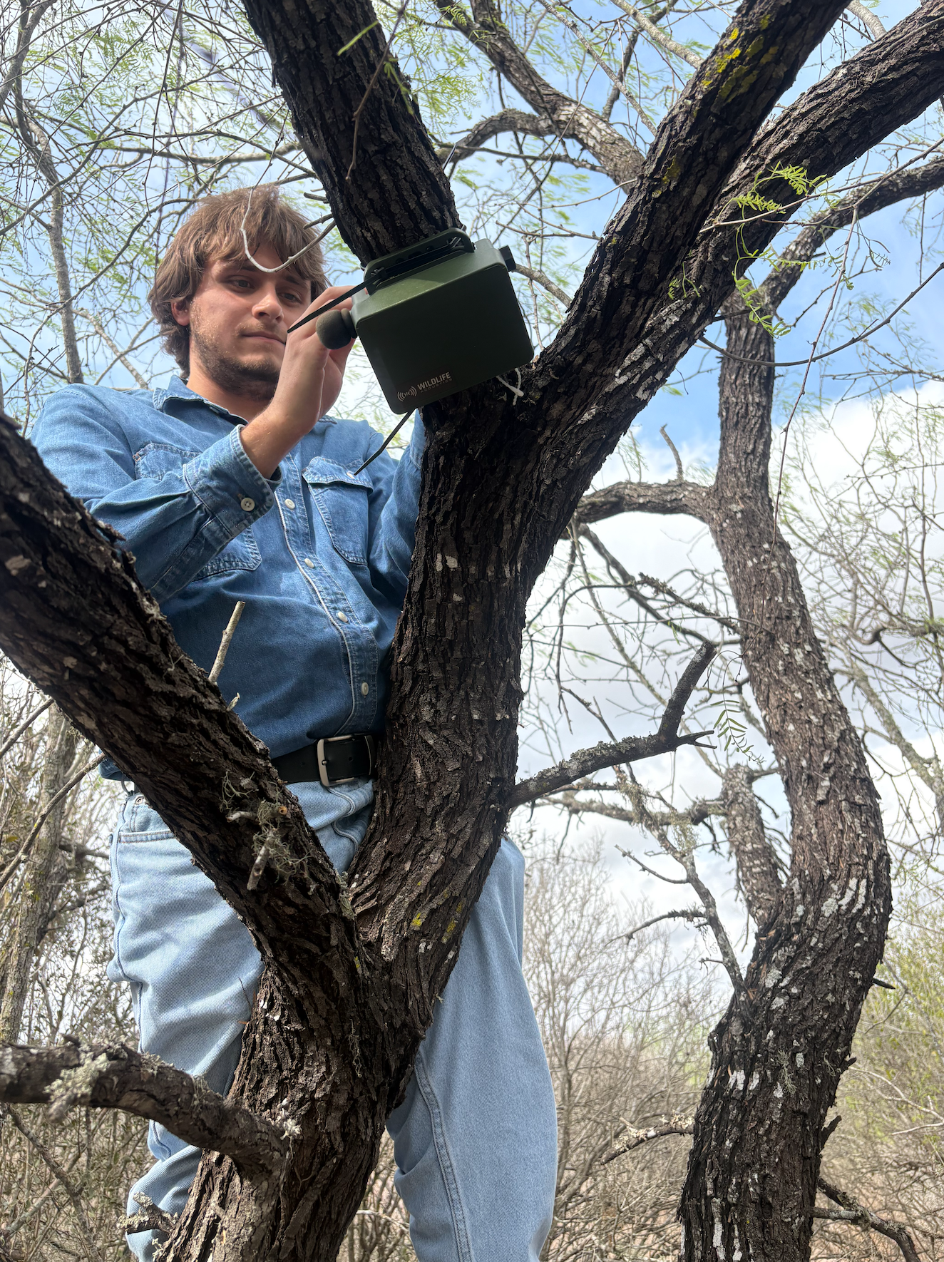 Michael Kalisek deploying an ARU unit in a tree to detect Pygmy-owls