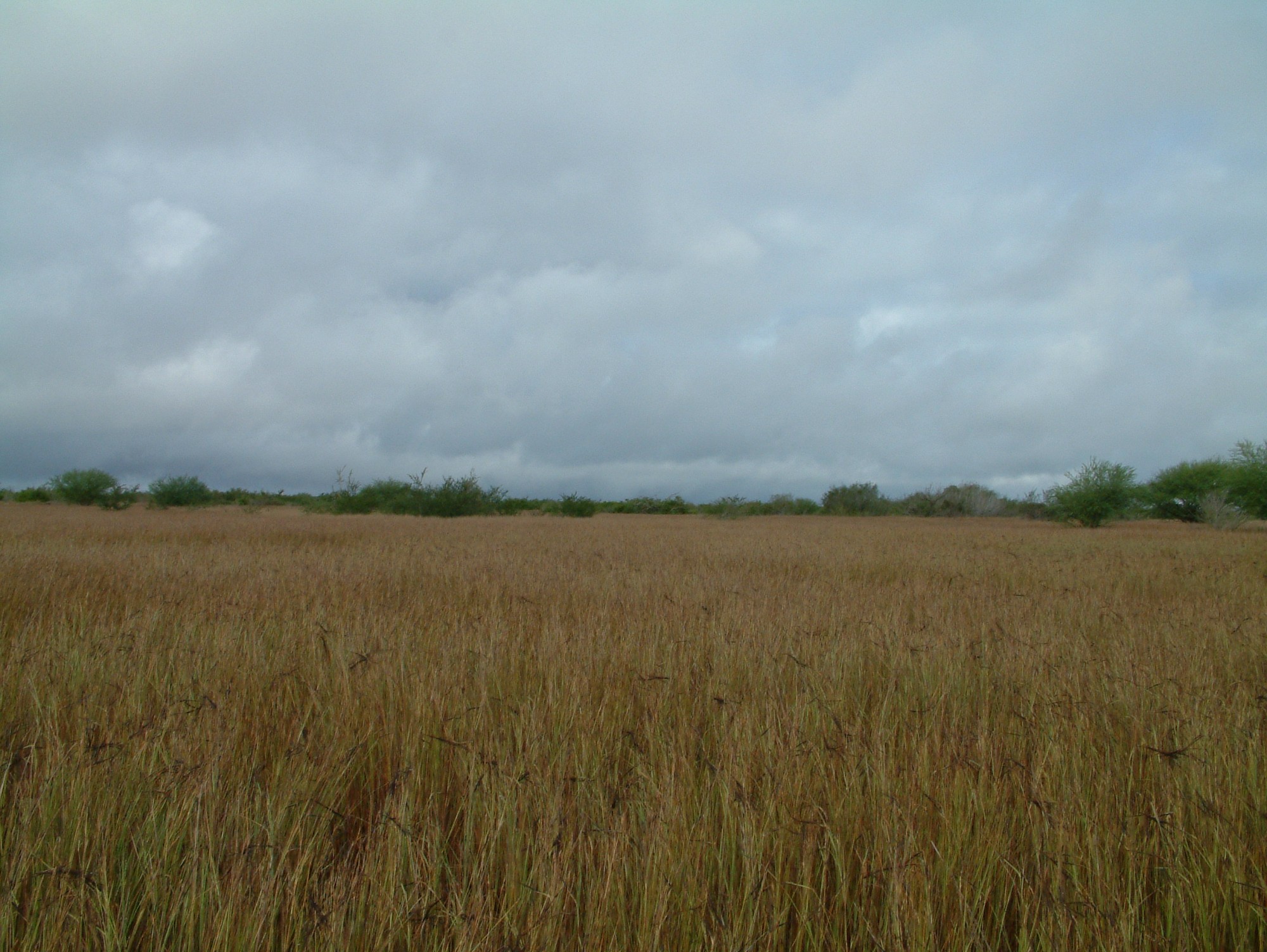 Photo Gallery | Caesar Kleberg Wildlife Research Institute