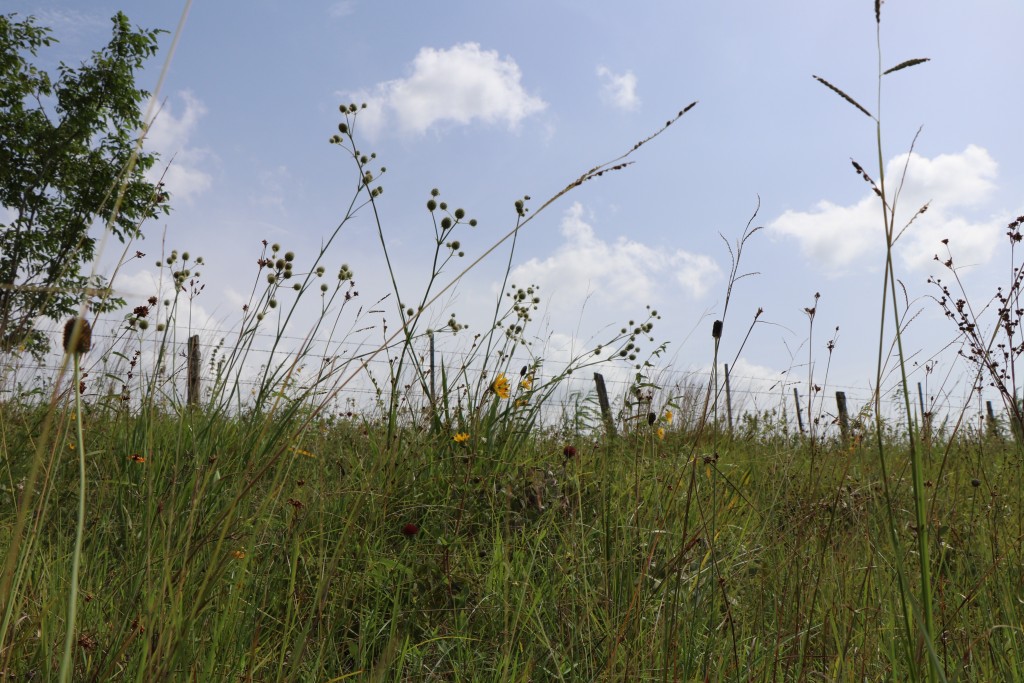 Coastal Prairies