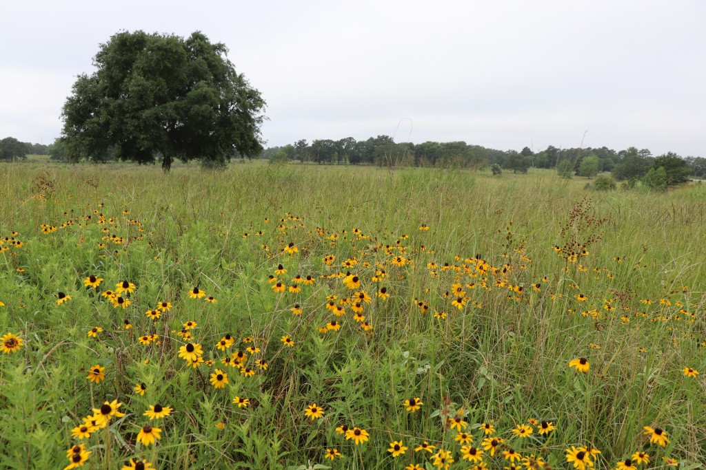 East Texas