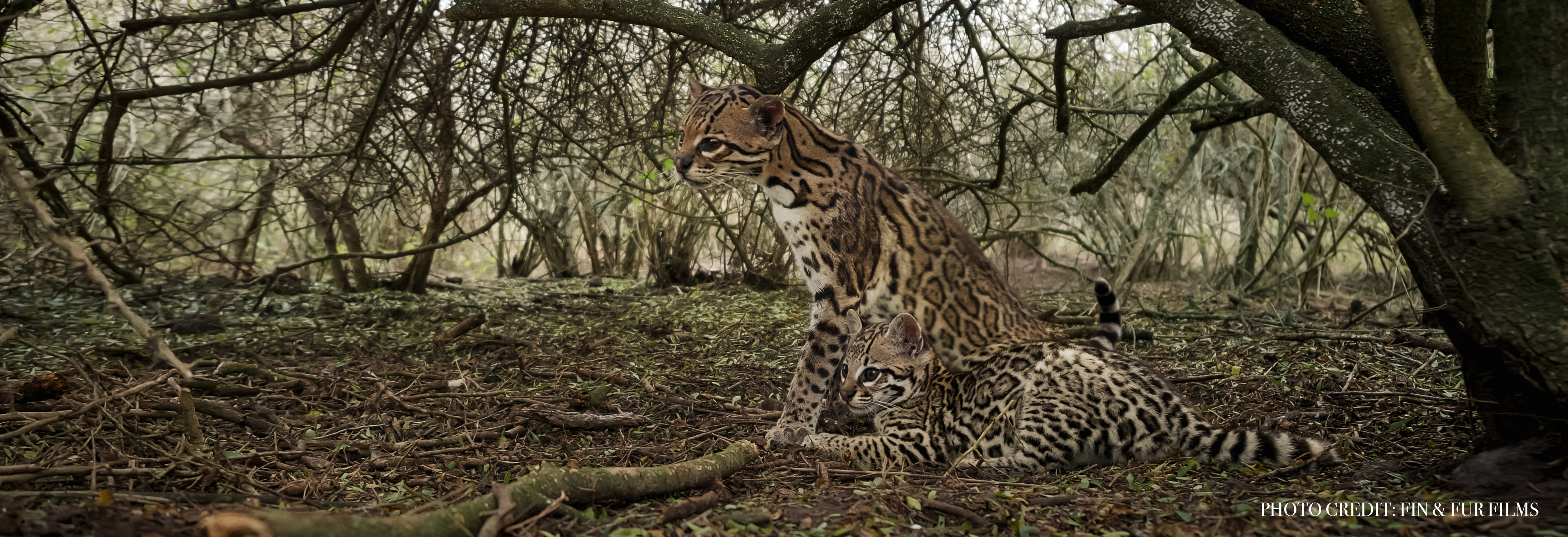 Ocelot Header