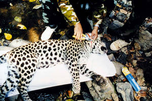 Dr. Lon Grassman holding a collared black leopard in Thailand.