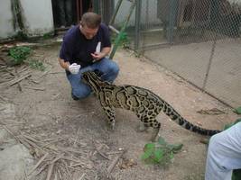 Dr. Jan Janecka is collecting hair samples from captive clouded leopard.