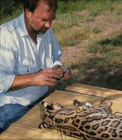 Dr. Michael Tewes collaring an ocelot captured in southern Texas.