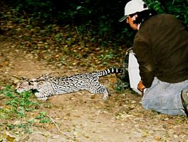 Research Associate Arturo Caso releasing an ocelot in Mexico.