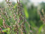 Small Flower Blossoms