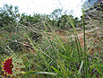 Fall Witchgrass Fall Witchgrass