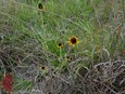 Brown-Eyed Susan