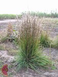 Little Bluestem Little Bluestem