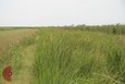 Yellow Indiangrass Yellow Indiangrass