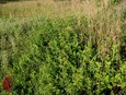Texas Lantana Texas Lantana