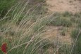 Sand Dropseed Sand Dropseed