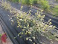 Golden Dalea Golden Dalea