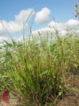 Thin Paspalum
