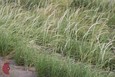 Whiplash Pappusgrass Whiplash Pappusgrass