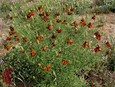 Mexican Hat