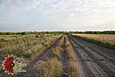 Red Lovegrass Red Lovegrass