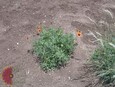 Indian Blanket Indian Blanket