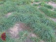 Shortspike Windmillgrass Shortspike Windmillgrass