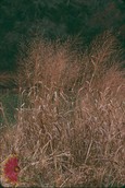 Switchgrass