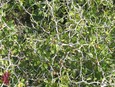 Hogplum Hogplum