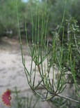 Ephedra Ephedra