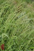 Texas Panicum Texas Panicum