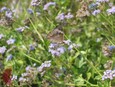 Mistflower Mistflower