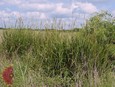 Eastern Gamagrass