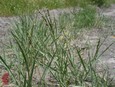 Vine Mesquite Vine Mesquite