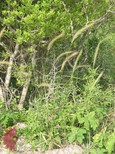 Canada Wildrye Canada Wildrye