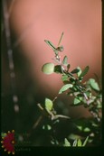Peachbush Peachbush