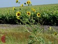 Common Sunflower