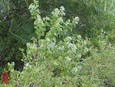 Shrubby Blue Sage Shrubby Blue Sage