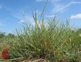 Knotgrass Knotgrass