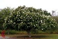 Mexican Olive