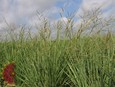 Brownseed Paspalum Brownseed Paspalum