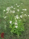Frostweed Frostweed