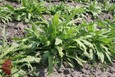 Redseed Plantain Redseed Plantain