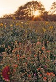 Woolly Globemallow Woolly Globemallow