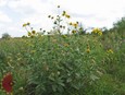 Cowpen Daisy Cowpen Daisy