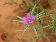 Shaggy Portulaca Shaggy Portulaca