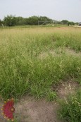 Slender Grama Slender Grama