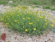 Bristleleaf Dogweed Bristleleaf Dogweed