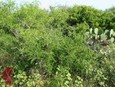 Elbowbush Elbowbush
